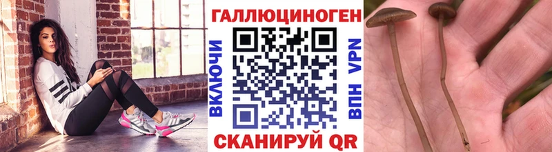 закладки  Исилькуль  Галлюциногенные грибы Psilocybe 